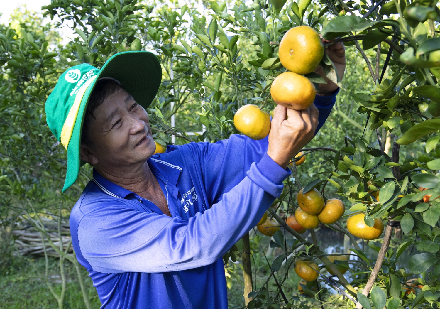 Phân bón Cà Mau đồng hành cùng nhà nông nâng tầm giá trị bền vững cho nông nghiệp Việt.