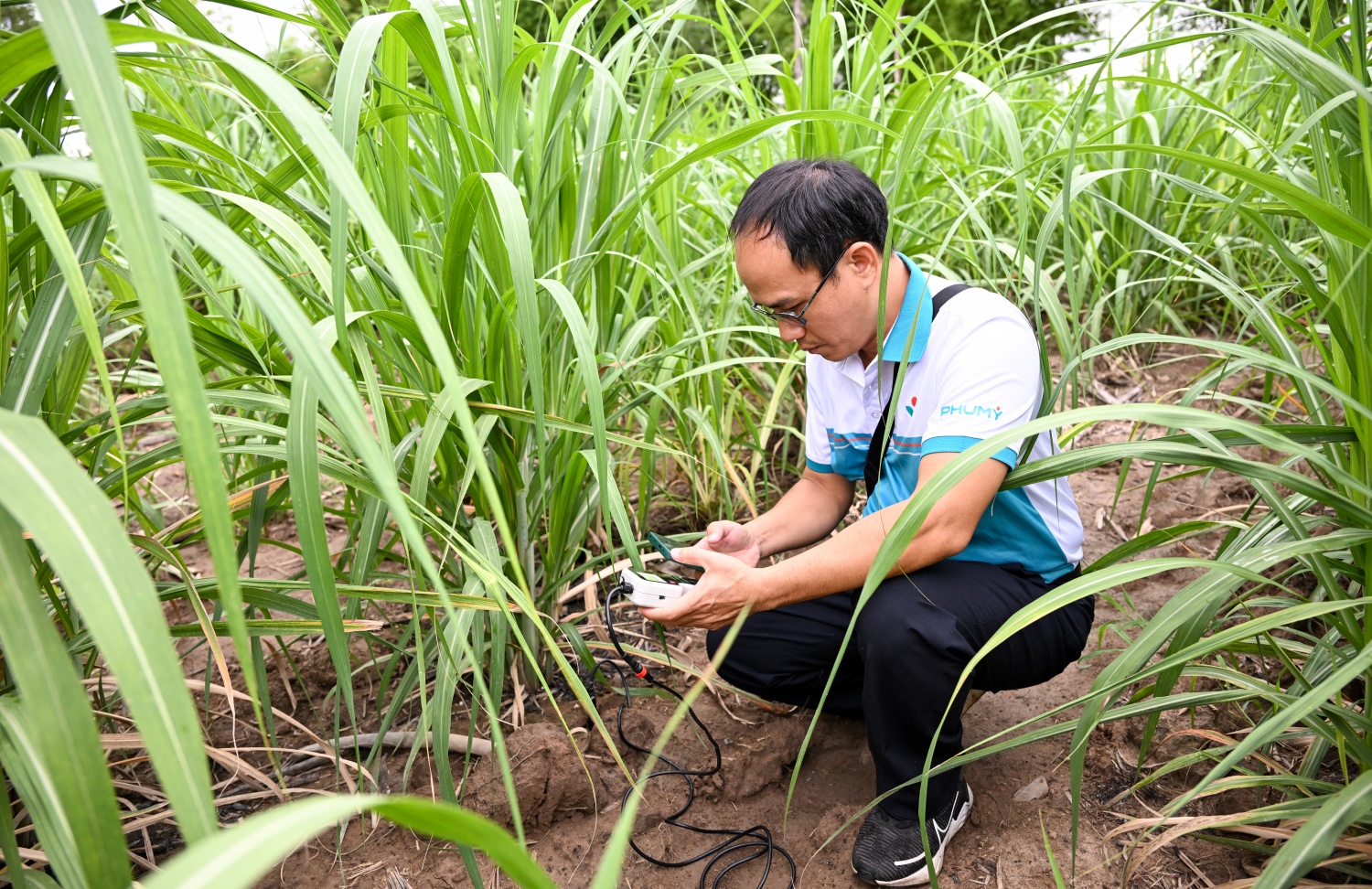 Chuyên gia Phú Mỹ đo dinh dưỡng đất tại ruộng mía ở Attapeu nhằm tối ưu hiệu quả sử dụng phân bón.