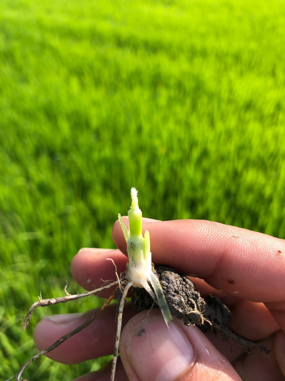 Tác phẩm dự thi Tác phẩm dự thi