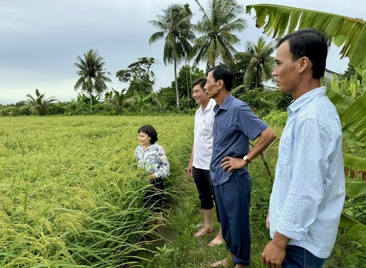 Nông dân Cà Mau canh tác lúa thân thiện môi trường Nông dân Cà Mau canh tác lúa nước thân thiện môi trường